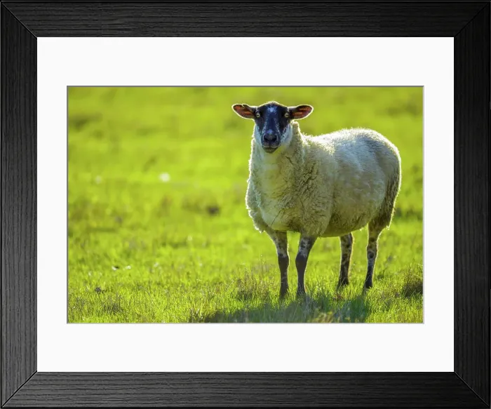 Framed Print : Canada, British Columbia, Vancouver Island Framed Print : Canada, British Columbia, Vancouver Island