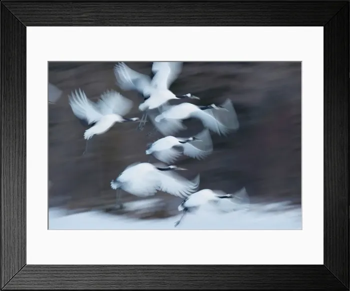 Framed Print : Japan, Hokkaido, Japanese Red-crowned Crane (Grus japonensis) flying to feeding grounds