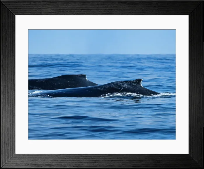 Framed Print : California Humpback Whales Humpback Whales (Megaptera Novaeangliae)