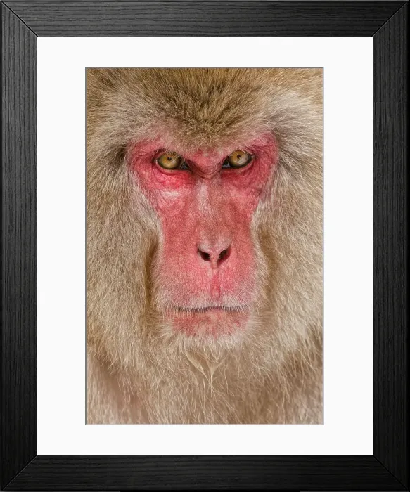 Framed Print : Japan, Nagano Province, Japanese macaque or snow monkey (Macaca fuscata) Framed Print : Japan, Nagano Province, Japanese macaque or snow monkey (Macaca fuscata)