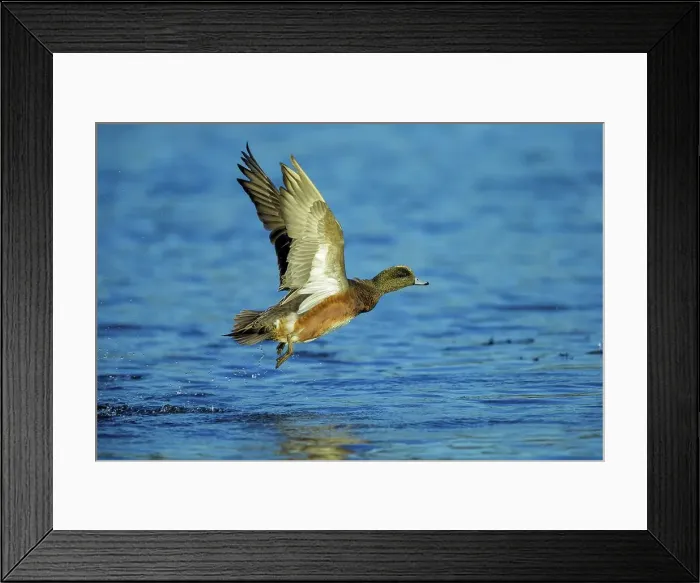 Framed Print : Canada, British Columbia, Vancouver Island Framed Print : Canada, British Columbia, Vancouver Island