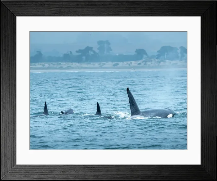 Framed Print : (Orca Orcinus) California Monterey Bay Monterey Bay National Marine Refuge Framed Print : (Orca Orcinus) California Monterey Bay Monterey Bay National Marine Refuge
