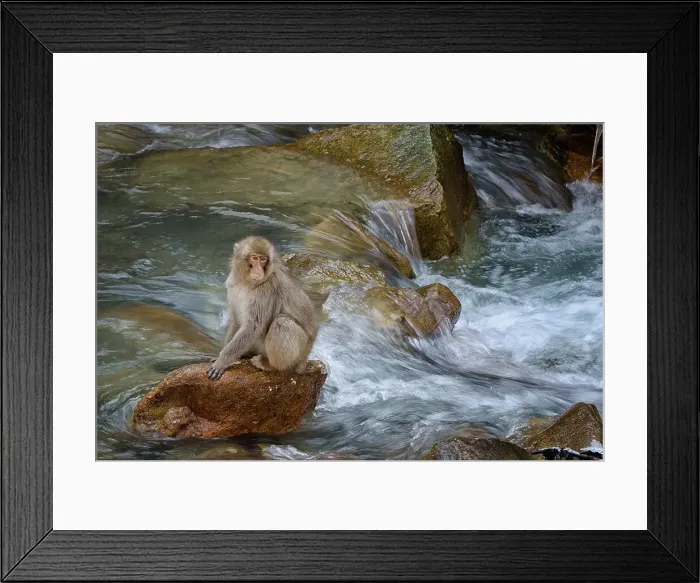 Framed Print : Japan, Nagano Province, Japanese macaque or snow monkey (Macaca fuscata) sitting on rock in river Framed Print : Japan, Nagano Province, Japanese macaque or snow monkey (Macaca fuscata) sitting on rock in river