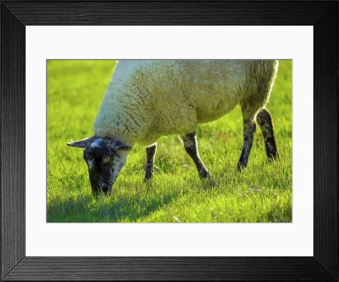 Framed Print : Canada, British Columbia, Vancouver Island Framed Print : Canada, British Columbia, Vancouver Island
