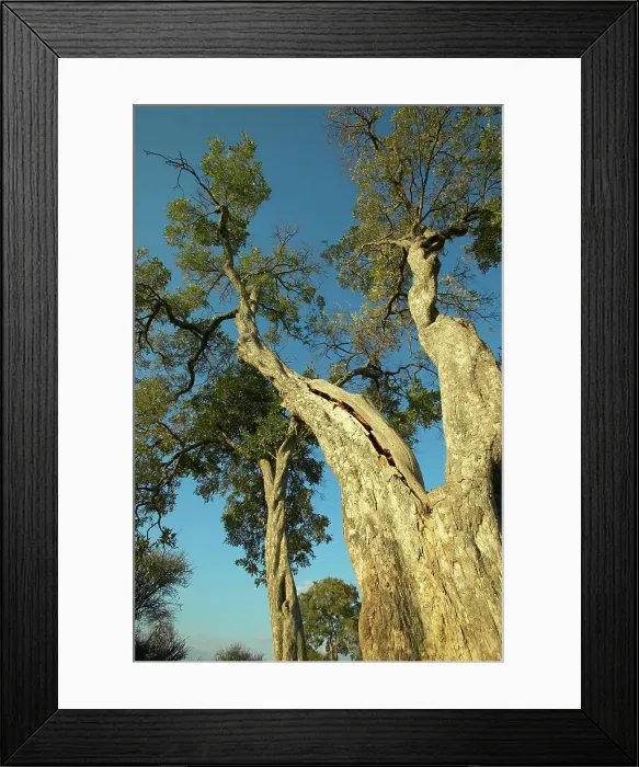 Framed Print : Apple-Leaf Tree or Raintree (Lonchocarpus capassa)