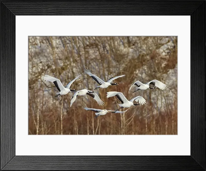 Framed Print : Japan, Hokkaido, Japanese Red-crowned Crane (Grus japonensis) flying to feeding grounds Framed Print : Japan, Hokkaido, Japanese Red-crowned Crane (Grus japonensis) flying to feeding grounds
