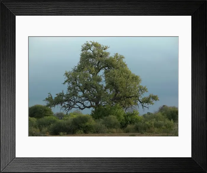 Framed Print : Leadwood tree (Combretum imberbe) Framed Print : Leadwood tree (Combretum imberbe)