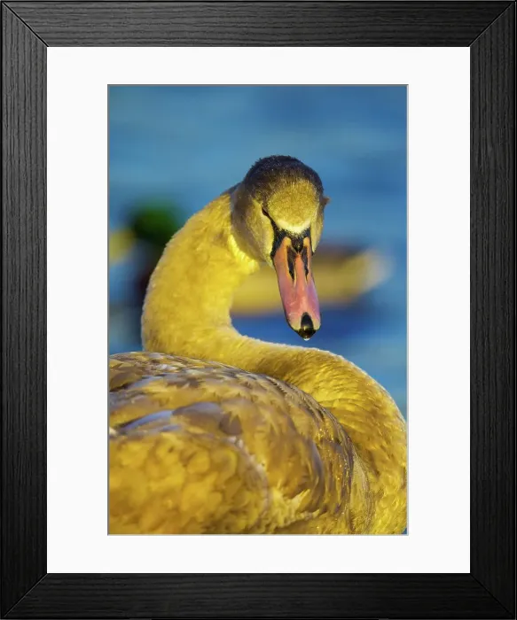 Framed Print : Canada, British Columbia, Vancouver Island Framed Print : Canada, British Columbia, Vancouver Island