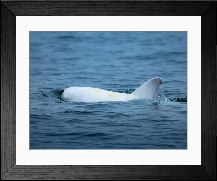 Framed Print : California Casper Grampus Griseus Monterey Bay