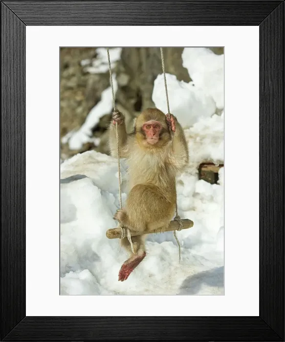 Framed Print : Japan, Nagano Province, Japanese macaque or snow monkey (Macaca fuscata) baby playing on swing Framed Print : Japan, Nagano Province, Japanese macaque or snow monkey (Macaca fuscata) baby playing on swing