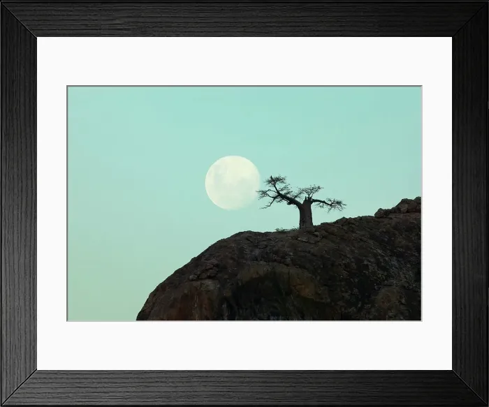 Framed Print : Baobab Tree (Andansonia digitata) on Mmamagwa Hill at moonrise Framed Print : Baobab Tree (Andansonia digitata) on Mmamagwa Hill at moonrise