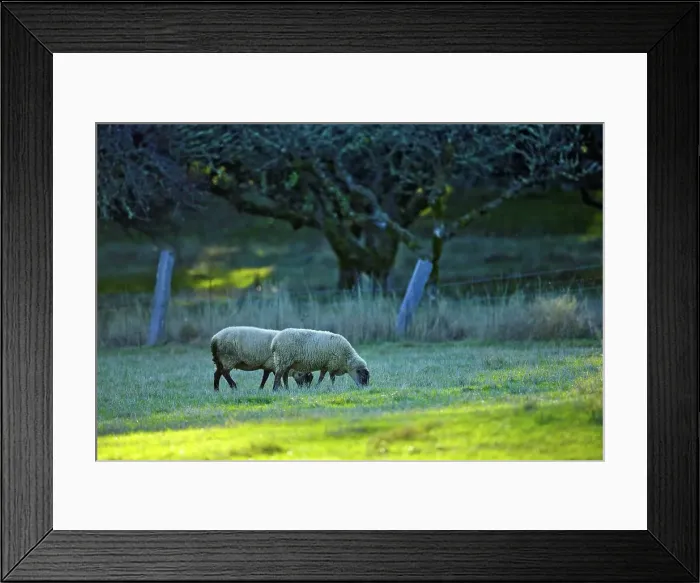 Framed Print : Canada, British Columbia, Vancouver Island Framed Print : Canada, British Columbia, Vancouver Island