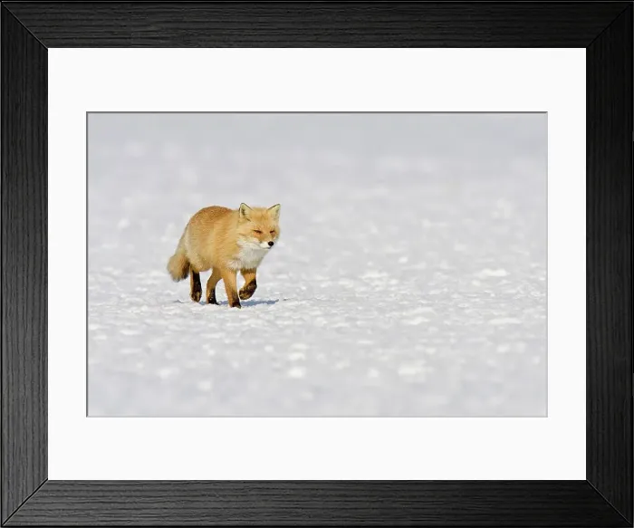 Framed Print : Red fox (Vulpes vulpes) walking across snow field Framed Print : Red fox (Vulpes vulpes) walking across snow field