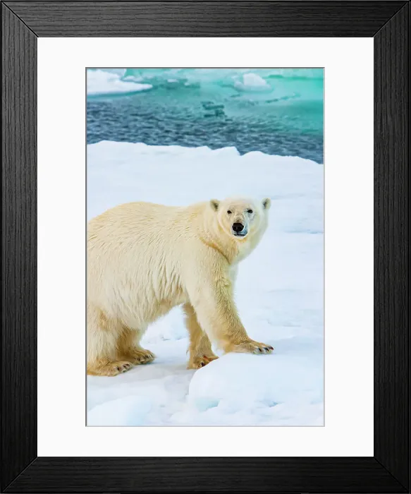 Framed Print : Arctic Climate Change Hornsund Fjord Lone Polar Bear Framed Print : Arctic Climate Change Hornsund Fjord Lone Polar Bear