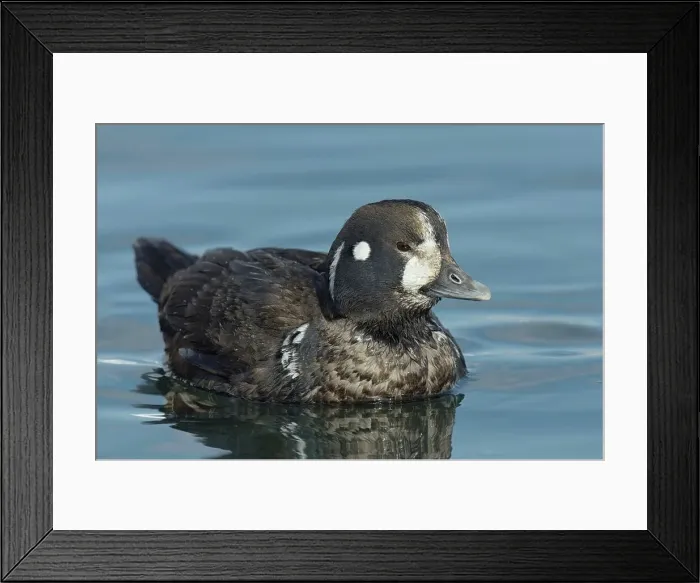 Framed Print : Harlequin Duck (Histrionicus histrionicus) Hokkaido Framed Print : Harlequin Duck (Histrionicus histrionicus) Hokkaido