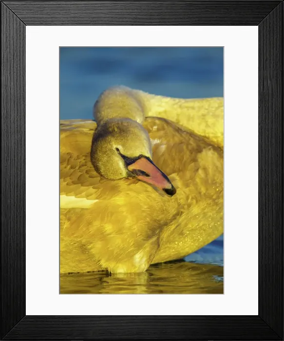 Framed Print : Canada, British Columbia, Vancouver Island Framed Print : Canada, British Columbia, Vancouver Island