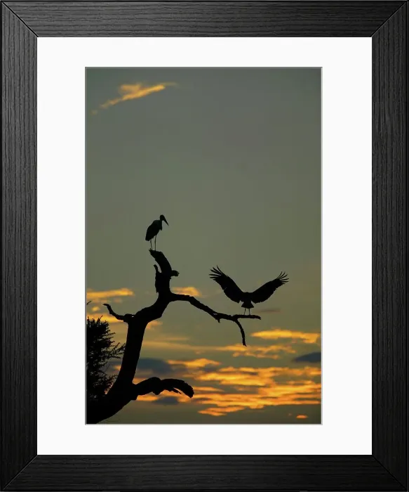 Framed Print : Marabou Stork (Leptopilos crumeniferns) in dead tree at sunset