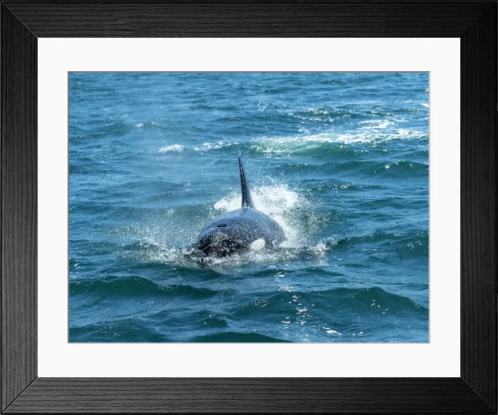 Framed Print : California Monterey Bay Monterey Bay Whale Watch Framed Print : California Monterey Bay Monterey Bay Whale Watch