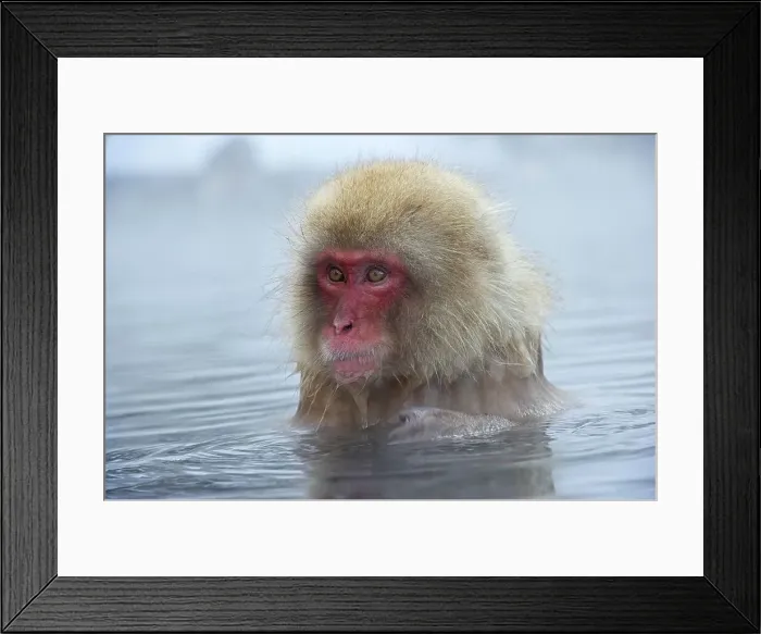 Framed Print : Japan, Nagano Province, Japanese macaque or snow monkey (Macaca fuscata) in hot spring Framed Print : Japan, Nagano Province, Japanese macaque or snow monkey (Macaca fuscata) in hot spring