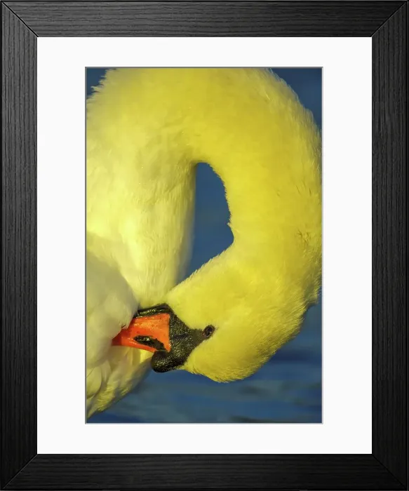 Framed Print : Canada, British Columbia, Vancouver Island Framed Print : Canada, British Columbia, Vancouver Island