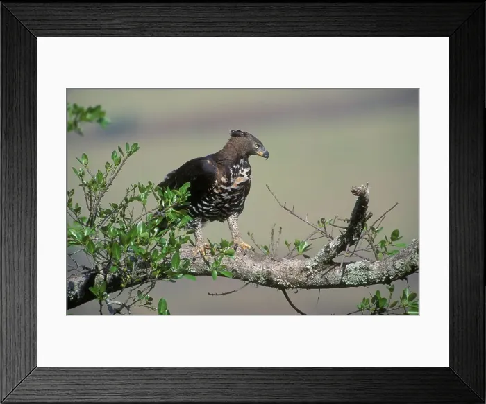 Framed Print : Crowned Eagle (Stephanoaetus coronatus) in tree Framed Print : Crowned Eagle (Stephanoaetus coronatus) in tree