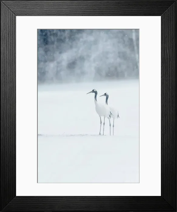 Framed Print : Japan, Hokkaido, Red-crowned Cranes (Grus japonensisi) in snow storm Framed Print : Japan, Hokkaido, Red-crowned Cranes (Grus japonensisi) in snow storm