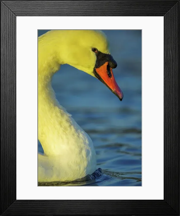Framed Print : Canada, British Columbia, Vancouver Island Framed Print : Canada, British Columbia, Vancouver Island