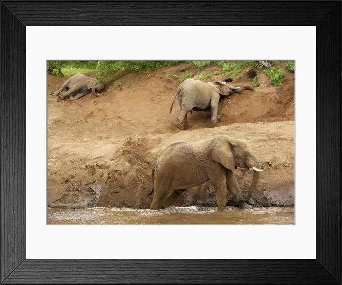 Framed Print : African Elephant (Loxodonta Africana) at waterhole Framed Print : African Elephant (Loxodonta Africana) at waterhole