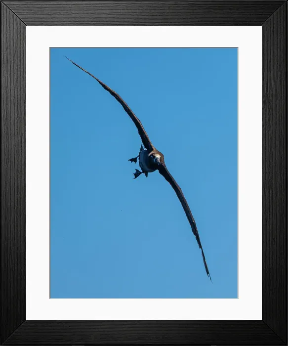 Framed Print : Black-footed Albatross (Phoebastria Nigripes) Framed Print : Black-footed Albatross (Phoebastria Nigripes)