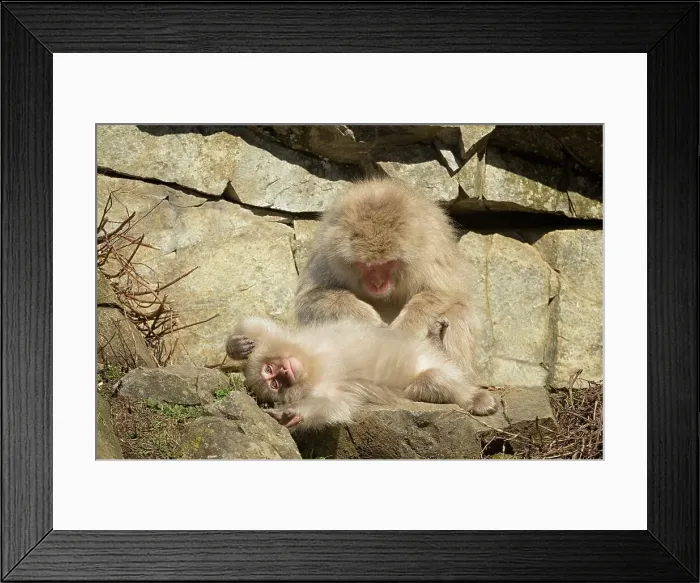 Framed Print : Japan, Nagano Province, Japanese macaque or snow monkeys (Macaca fuscata) grooming