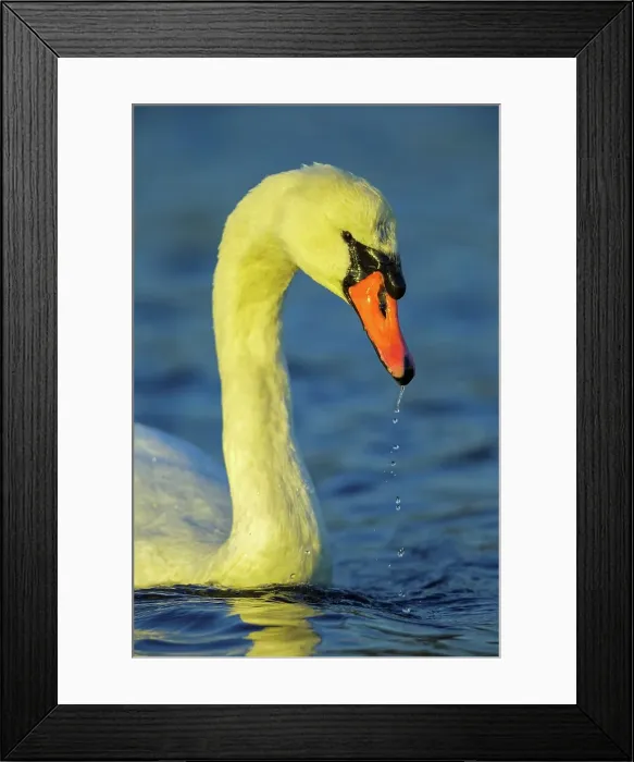 Framed Print : Canada, British Columbia, Vancouver Island Framed Print : Canada, British Columbia, Vancouver Island