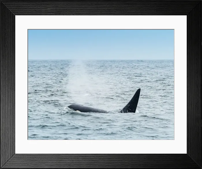 Framed Print : California Killer Whales (Orca Orcinus) Monterey Bay Framed Print : California Killer Whales (Orca Orcinus) Monterey Bay