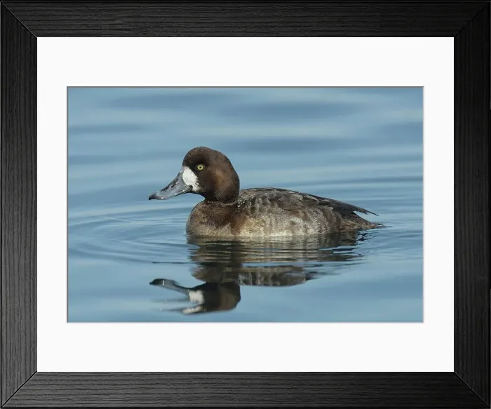 Framed Print : Greater Scaup (Aythya marila) drake Framed Print : Greater Scaup (Aythya marila) drake