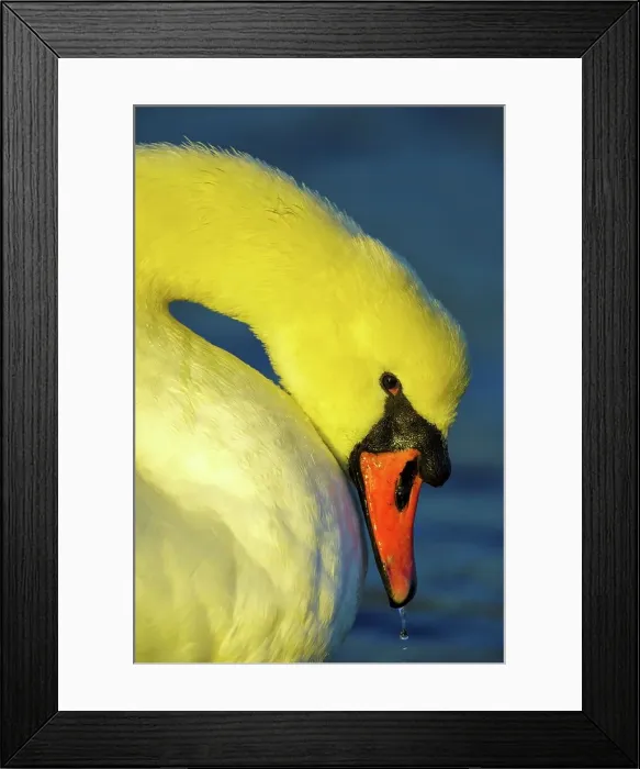 Framed Print : Canada, British Columbia, Vancouver Island Framed Print : Canada, British Columbia, Vancouver Island
