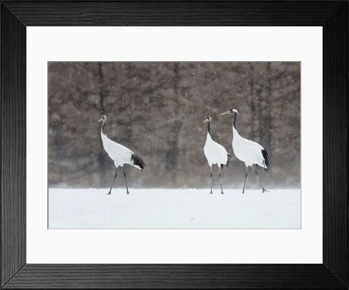 Framed Print : Japan, Hokkaido, Japanese Red-crowned Crane (Grus japonensis) family