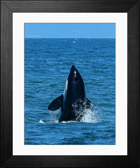 Framed Print : (Orca Orcinus) California Monterey Bay Monterey Bay Whale Watch Framed Print : (Orca Orcinus) California Monterey Bay Monterey Bay Whale Watch