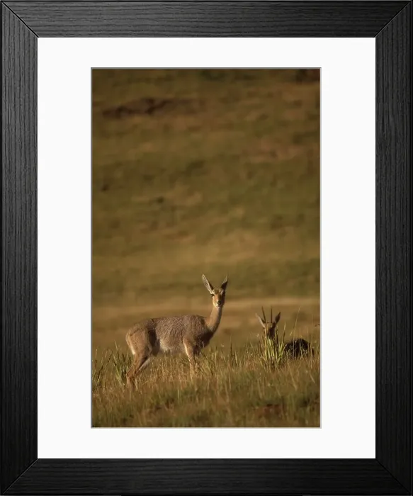 Framed Print : Grey Rhebok. (Pelea capreolus) Framed Print : Grey Rhebok. (Pelea capreolus)