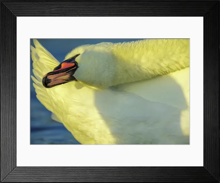 Framed Print : Canada, British Columbia, Vancouver Island Framed Print : Canada, British Columbia, Vancouver Island