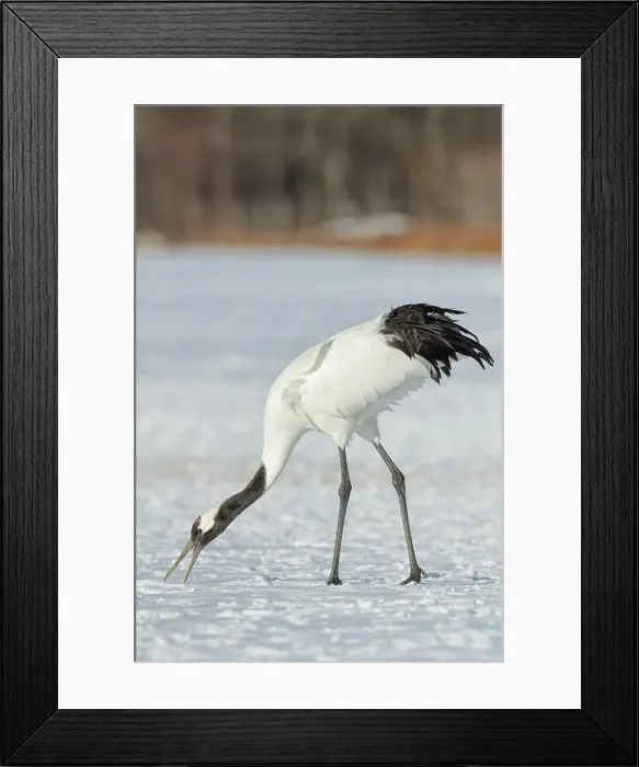 Framed Print : Japan, Hokkaido, Japanese Red-crowned Crane (Grus japonensis) feeding in snow Framed Print : Japan, Hokkaido, Japanese Red-crowned Crane (Grus japonensis) feeding in snow