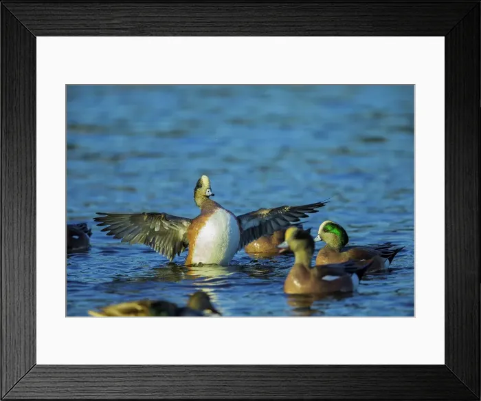 Framed Print : Canada, British Columbia, Vancouver Island Framed Print : Canada, British Columbia, Vancouver Island