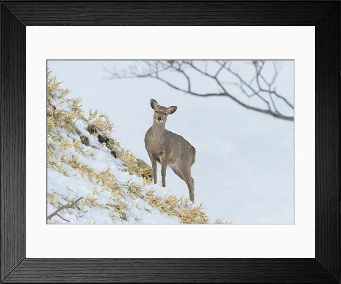 Framed Print : Japan, Hokkaido, Sika deer, (Cervus nippon) female Framed Print : Japan, Hokkaido, Sika deer, (Cervus nippon) female