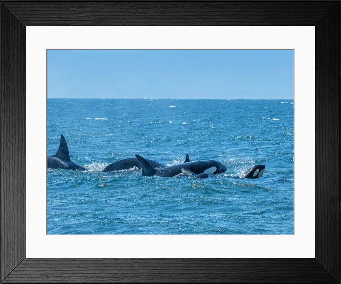 Framed Print : California Monterey Bay Monterey Bay Whale Watch Framed Print : California Monterey Bay Monterey Bay Whale Watch