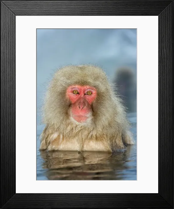 Framed Print : Japanese macaque or snow monkey (Macaca fuscata) in hot spring Framed Print : Japanese macaque or snow monkey (Macaca fuscata) in hot spring