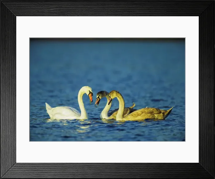 Framed Print : Canada, British Columbia, Vancouver Island