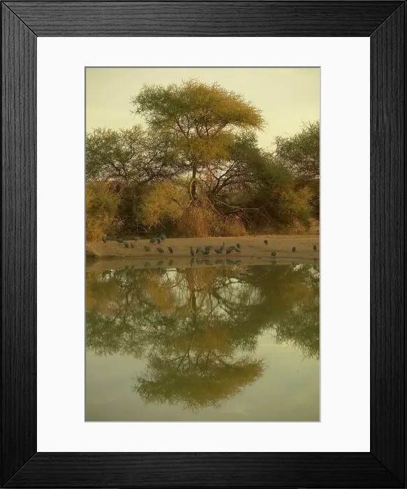 Framed Print : Helmeted Guineafowl (Nmida meleagris) flock drinking at a waterhole Framed Print : Helmeted Guineafowl (Nmida meleagris) flock drinking at a waterhole