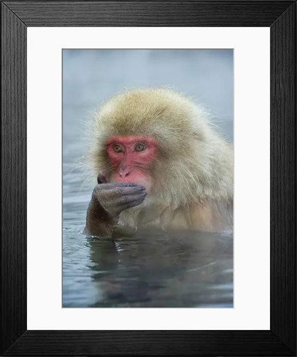 Framed Print : Japanese macaque or snow monkey (Macaca fuscata) in hot spring Framed Print : Japanese macaque or snow monkey (Macaca fuscata) in hot spring