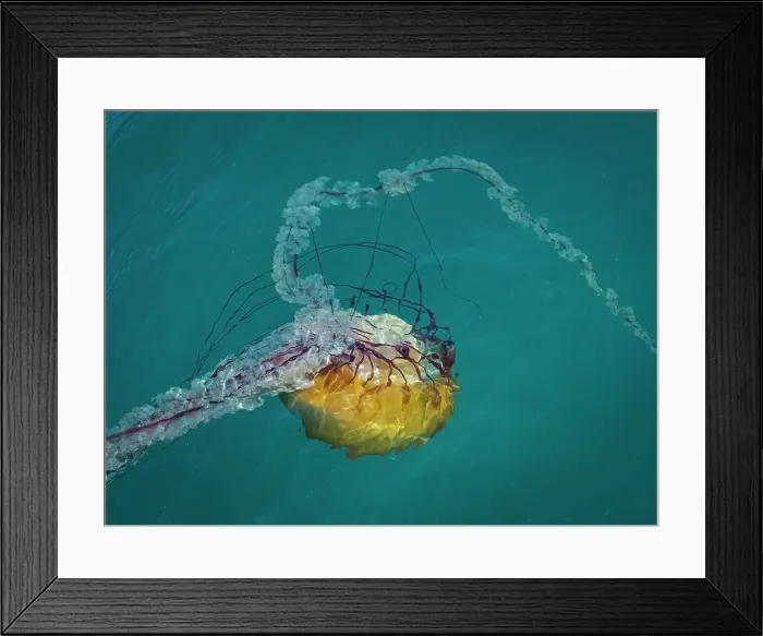 Framed Print : California Chrysaora Fuscescens Jelly Fish Monterey Bay Framed Print : California Chrysaora Fuscescens Jelly Fish Monterey Bay