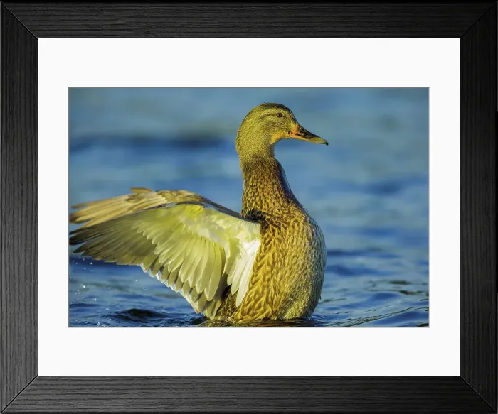 Framed Print : Canada, British Columbia, Vancouver Island Framed Print : Canada, British Columbia, Vancouver Island
