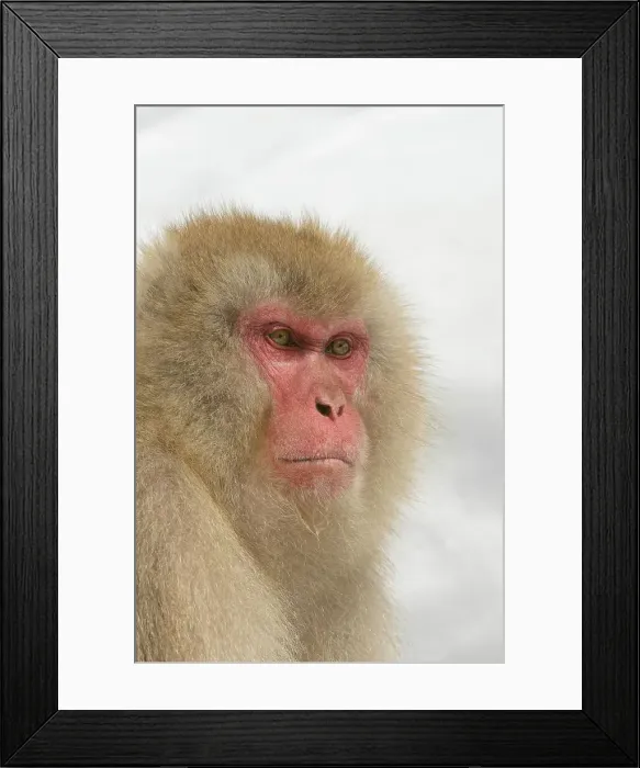 Framed Print : Japan, Nagano Province, Japanese macaque or snow monkey (Macaca fuscata) Framed Print : Japan, Nagano Province, Japanese macaque or snow monkey (Macaca fuscata)