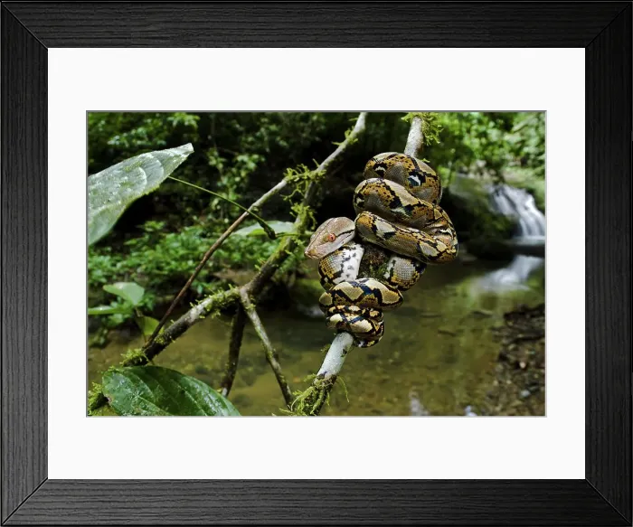 Framed Print : Close up of juvenile reticulated python (Python reticulatus) resting on sapling Framed Print : Close up of juvenile reticulated python (Python reticulatus) resting on sapling